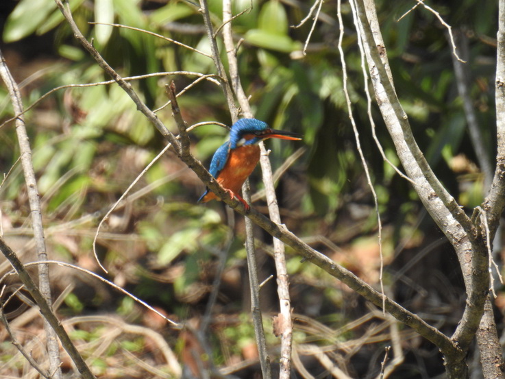   Wilpattu NP KingfisherWilpattu NP Wilpattu NP Kingfisher