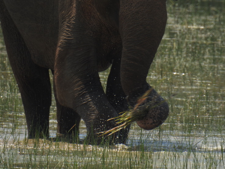 Wilpattu NP Indian Elefant