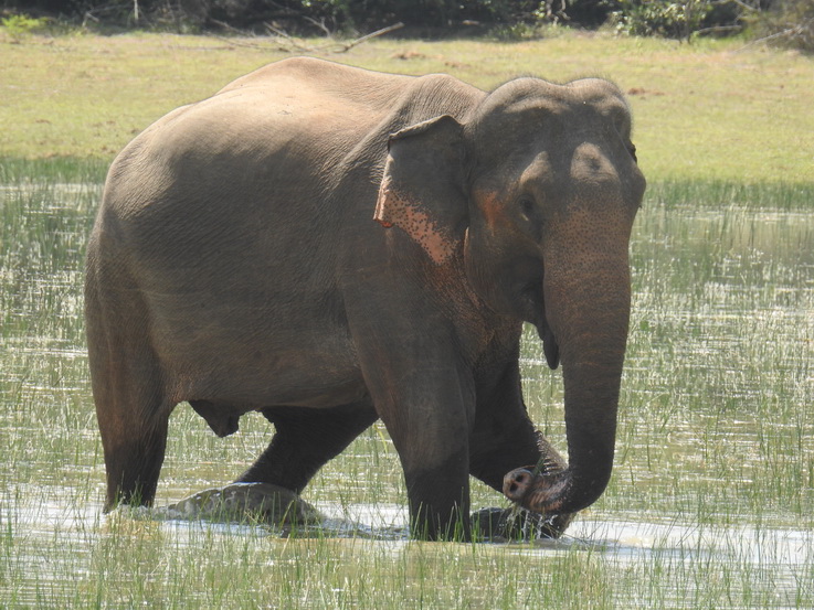 Wilpattu NP Indian Elefant