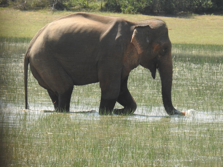 Wilpattu NP Indian Elefant