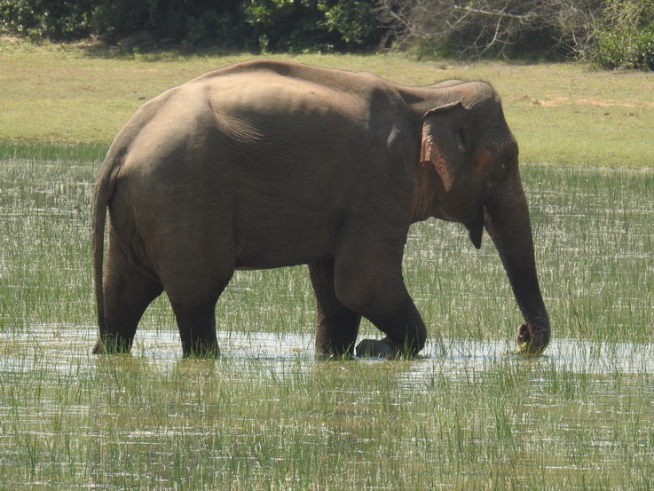 Wilpattu NP Indian Elefant