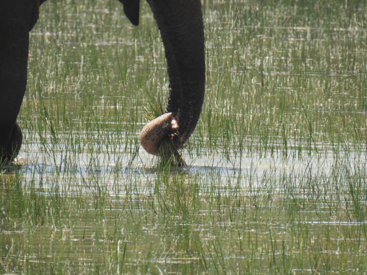 Wilpattu NP Indian Elefant