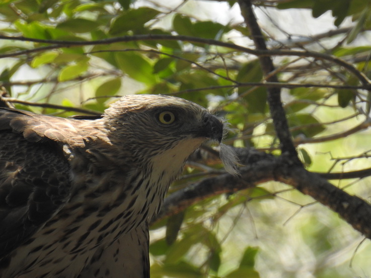 Wilpattu National Park Camp Kulu Safaris crested Serpent eagle