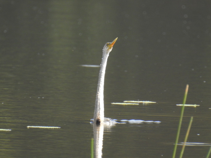 Wilpattu NP Snake Necked Bird Schlangenhalsvogel