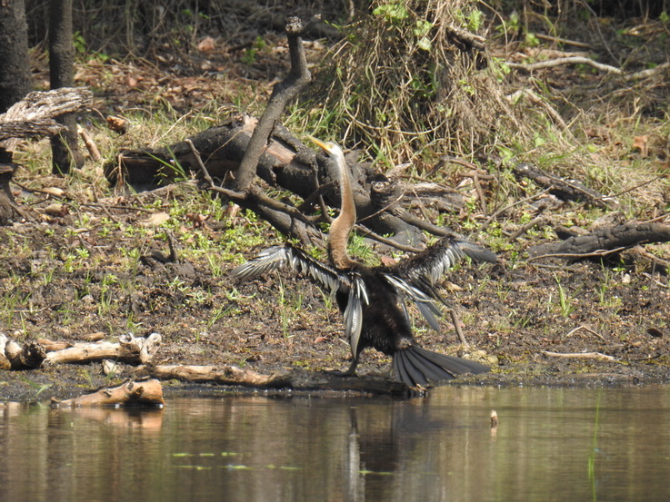 Wilpattu NP Snake Necked Bird Schlangenhalsvogel