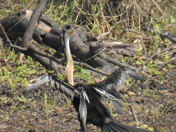 Wilpattu NP Snake Necked Bird Schlangenhalsvogel