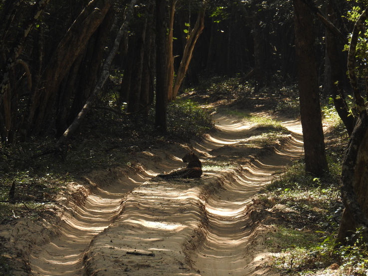 Wilpattu National Park Camp Kulu Safaris Leopard 