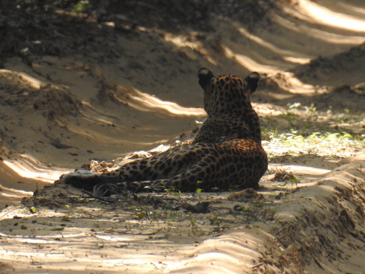 Wilpattu National Park Camp Kulu Safaris Leopard 