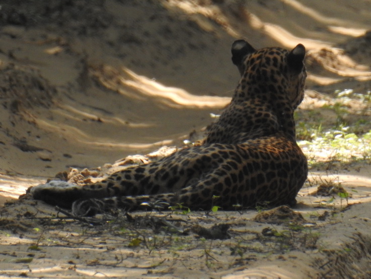 Wilpattu National Park Camp Kulu Safaris Leopard 