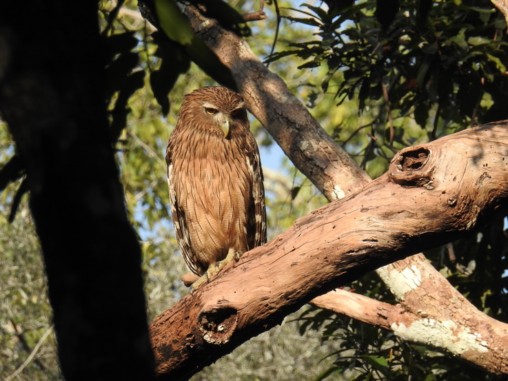 Wilpattu NP Wilpattu National Park Camp Kulu Safaris Brown Fish Owl 