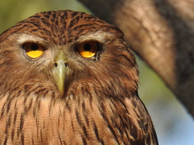 Wilpattu NP Wilpattu National Park Camp Kulu Safaris Brown Fish Owl 