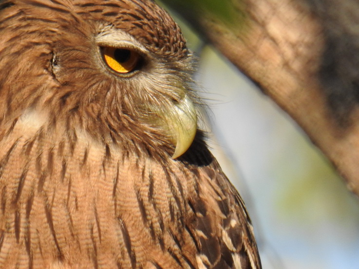 Wilpattu NP Wilpattu National Park Camp Kulu Safaris Brown Fish Owl 