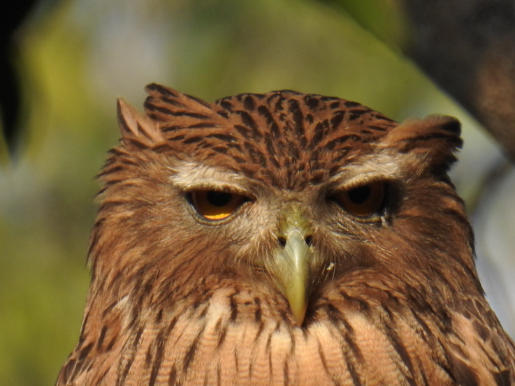 Wilpattu NP Wilpattu National Park Camp Kulu Safaris Brown Fish Owl 