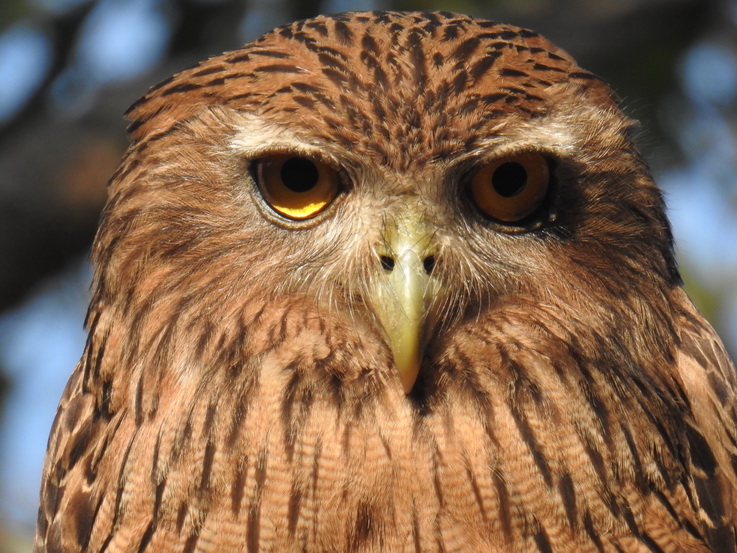 Wilpattu National Park Camp Kulu Safaris owl