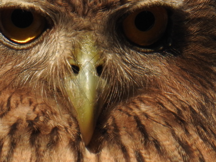 Wilpattu National Park Camp Kulu Safaris owl