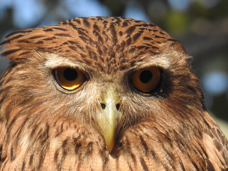 Wilpattu National Park Camp Kulu Safaris owl