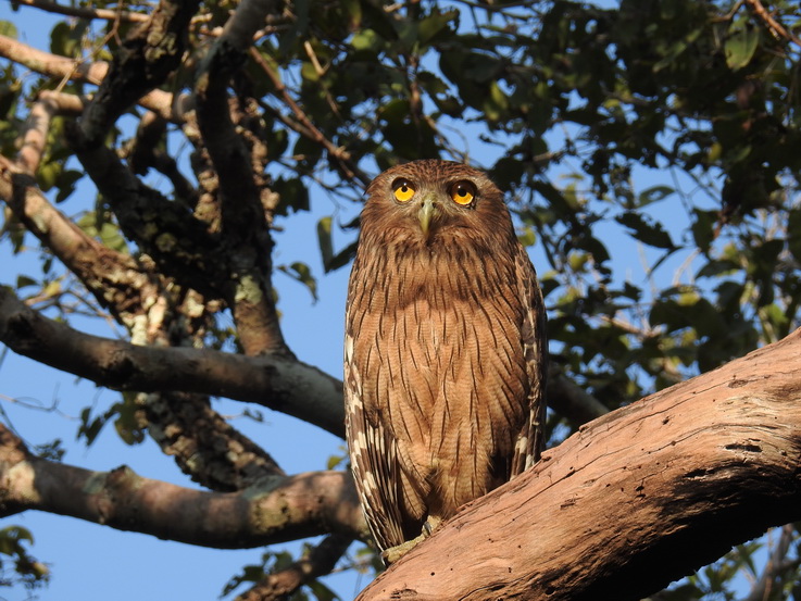 Wilpattu National Park Camp Kulu Safaris owl