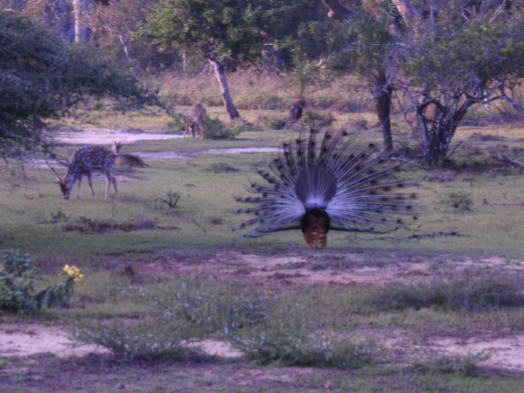 Wilpattu NP Wilpattu National Park Camp Kulu Safaris  peackok deer