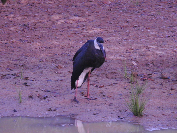 Wilpattu NP Wilpattu National Park Camp Kulu Safaris  wolly-necked stork