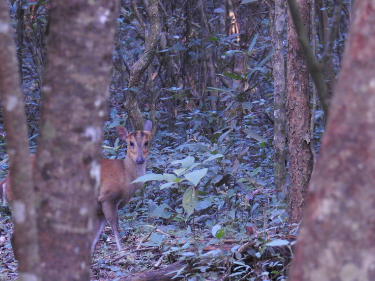 Wilpattu NP Wilpattu National Park Camp Kulu Safaris whisteling  deer 