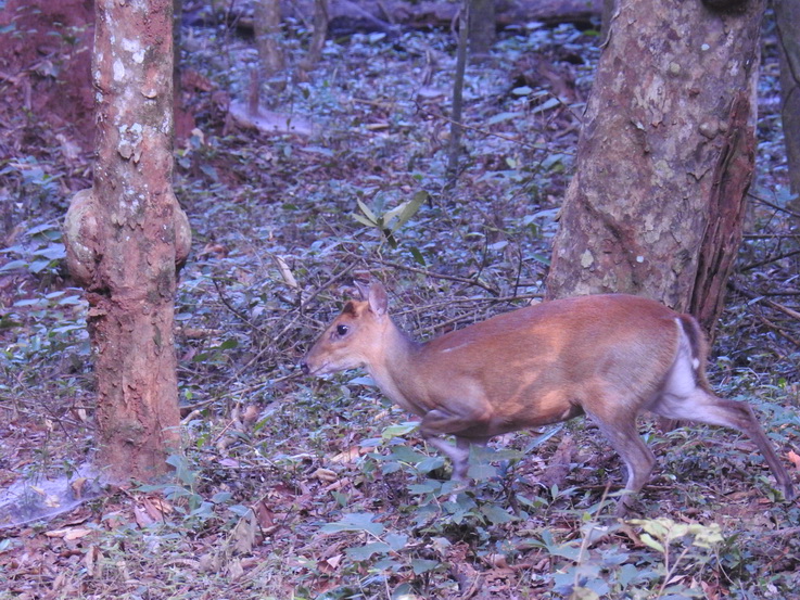 Wilpattu National Park Camp Kulu Lakesafaris whisteling duckWilpattu National Park Camp Kulu Lakesafaris whisteling duckWilpattu National Park Camp Kulu Lakesafaris whisteling deer