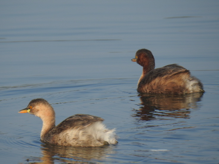 Wilpattu National Park Camp Kulu Lakesafaris whisteling duck