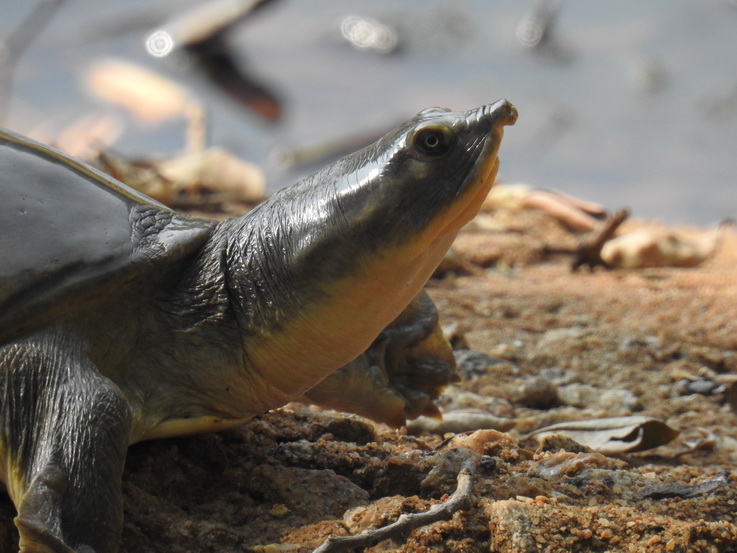 Wilpattu National Park Camp Kulu Lakesafaris  croc turtle