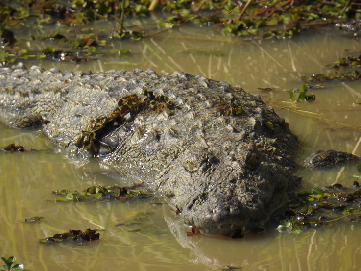 Wilpattu National Park Camp Kulu Lakesafaris  croc