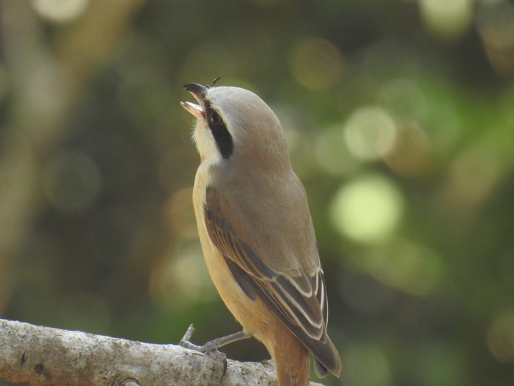 Wilpattu National Park Camp Kulu Lakesafaris  hornbill