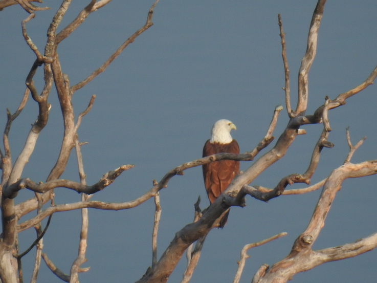 Wilpattu National Park Camp Kulu Lakesafaris  Fisheagle