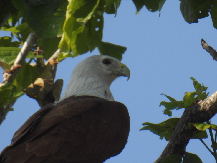 Wilpattu National Park Camp Kulu Lakesafaris  Fisheagle