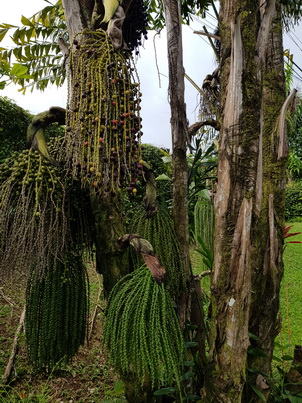    St. Lucia Lushan Country Life St. Lucia Lushan Country Life