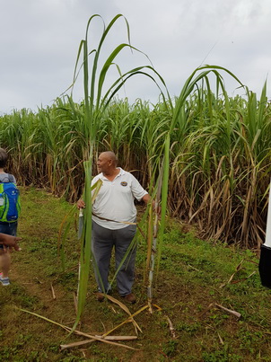 Domrep La Romana  ZuckerrohrfelderDomrep La Romana  Zuckerrohrplantage