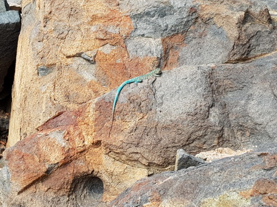   Aruba Lacerta Aruba Eidechsen Bluetail