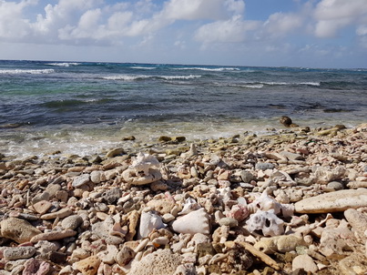   Bonaire Conch Berge MuschelbergeBonaire Bonaire Conch Berge Muschelberge