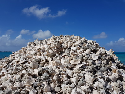 Bonaire Conch Berge MuschelbergeBonaire Bonaire Conch Berge Muschelberge