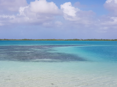 Bonaire Schnorcheln mit Meeresschildkröte Bonaire Schnorcheln mit Meeresschildkröten