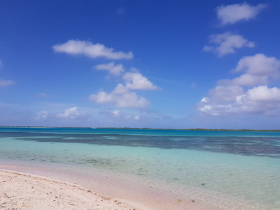 Bonaire Schnorcheln mit Meeresschildkröte Bonaire Schnorcheln mit Meeresschildkröten