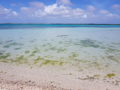   Bonaire Schnorcheln mit MeeresschildkröteBonaire Schnorcheln mit Meeresschildkröten