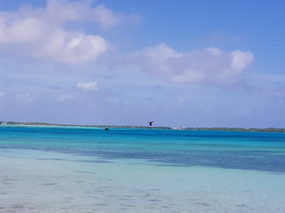   Bonaire Schnorcheln mit MeeresschildkröteBonaire Schnorcheln mit Meeresschildkröten