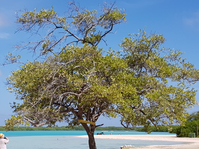   Bonaire Schnorcheln mit MeeresschildkröteBonaire Schnorcheln mit Meeresschildkröten