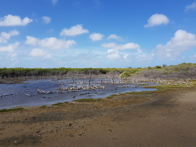 Bonaire Flamingos Flamingo