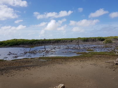 Bonaire Flamingos Flamingo