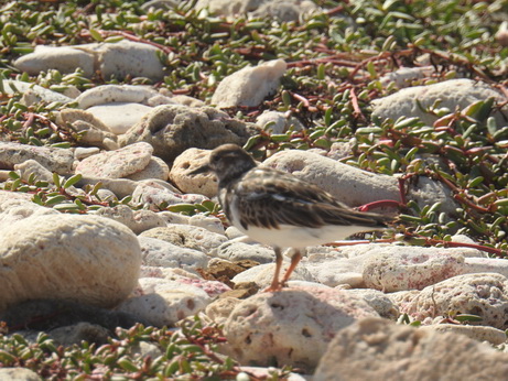 Bonaire BRuddy Turnstone