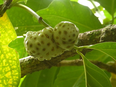  St. Lucia Nonibaum Nonifrucht Noni