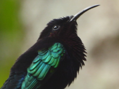  St. Lucia  Nektarbird Colibri Hummingbird 