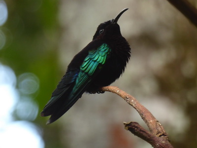  St. Lucia  Nektarbird Colibri Hummingbird 