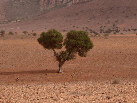 arganoelbaum arganbaum