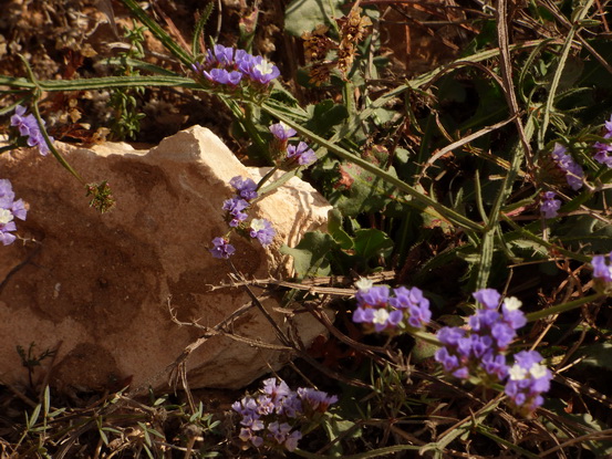  Marokko Agadir Souss Masaa Nationalpark Chtouka Ait Baha Province,سيدي وساي,Marokko