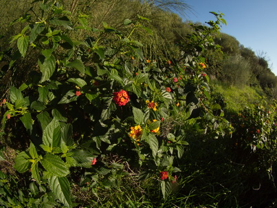   Spanien Cadiz Atlantic La Brena Wanderung BarbateLa Brena Wanderung Los Caños de Meca, dem letzten Hippiedorf